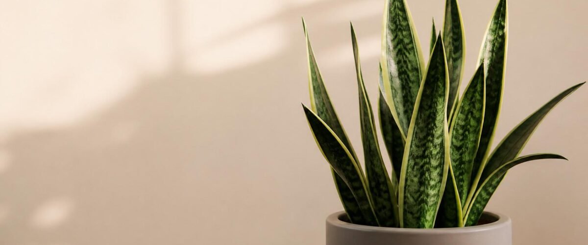 Snake Plant Care: The Right Way for Beginners