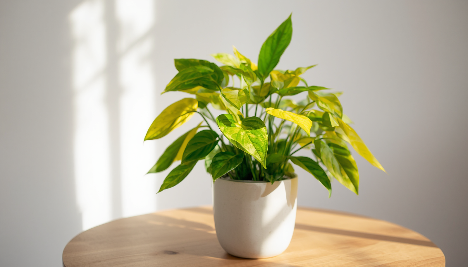 plant leaves turning yellow
